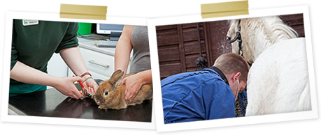 Small Animal Consultation