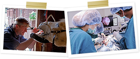 State of the art veterinary surgery