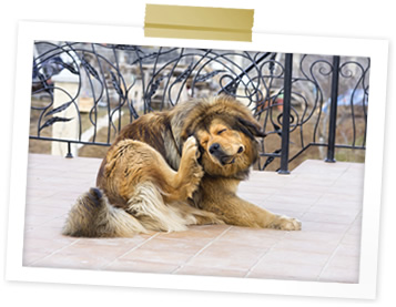 Canine Skin and Coat