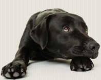 Crunch’s caninevomiting episode