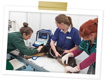 Diagnostic Equipment