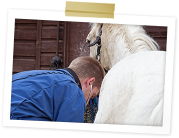 Charlie examining horse