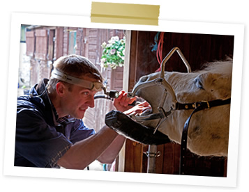 Charlie Mitchell equine dental treatment
