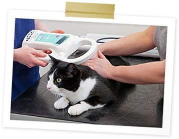 Pet HealthCare Scheme