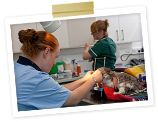 Rabbit Dental Examination