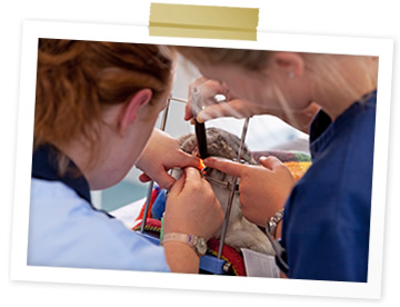 Closer look at Rupert the rabbit