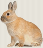 Rupert rabbit’s dental