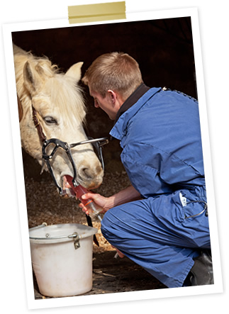 Equine Dentistry