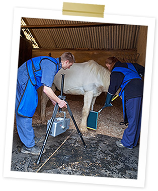Equine Xray