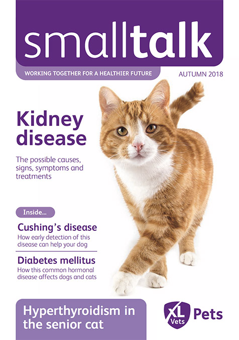 Cedar Small Talk Autumn 2018