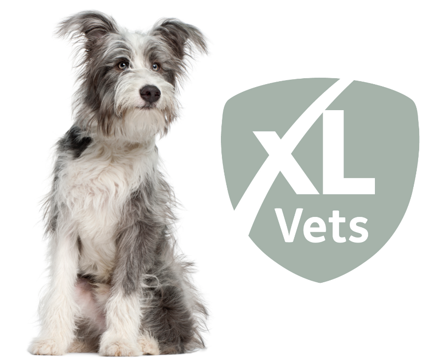 A member of XL Vets
